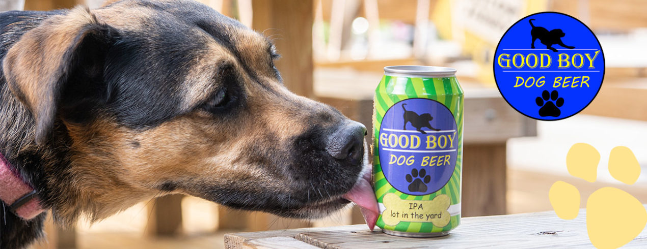 Dog drinking beer